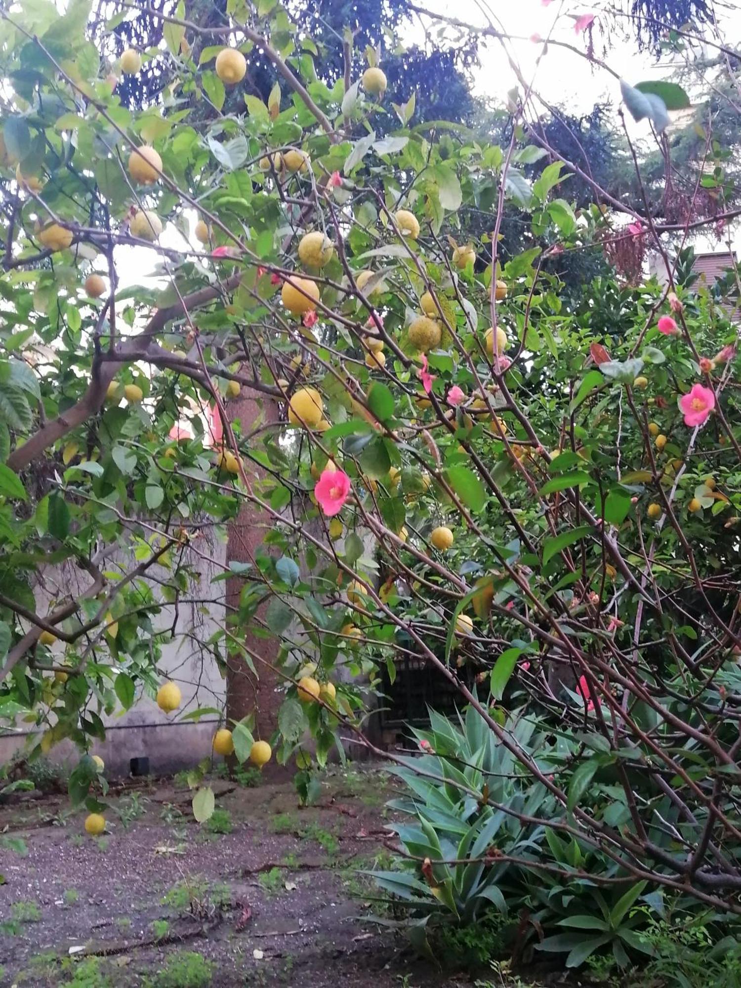 " Domus Coralla" Bnb Racconti Di Viaggio คาตาเนีย ภายนอก รูปภาพ